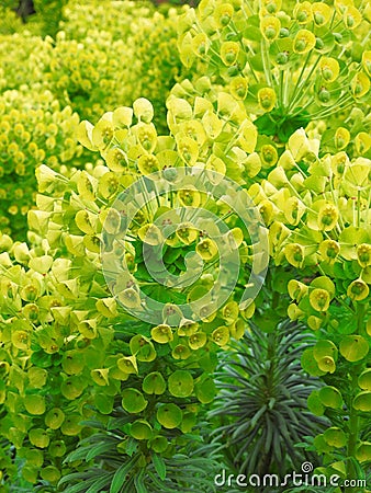 euphorbia spurge flowering plant green border plants background summer Stock Photo