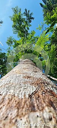 Photo of a green and fresh petai tree Stock Photo