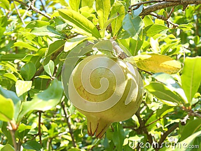 Green pomegranate on tree branche Stock Photo