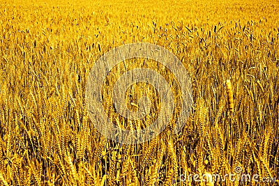 Photo of green wheat fields for baisakhi festival Stock Photo