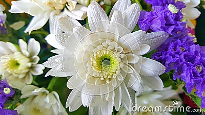 Closeup of group of various flowers Stock Photo