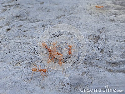 Photo of a group of weaver ants Stock Photo