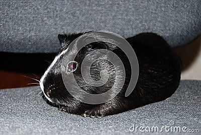 My guinea pig Stock Photo