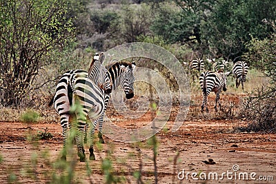 Photo of a herd of Zebras on a safari going through the woods and savannah in Tsavo National Park, Kenya. Red clay Stock Photo