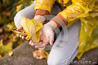 Photo of human hands of teenage boy in yellow raincoat picks up Autumn leaves, Unrecognizable Person in falling park Stock Photo