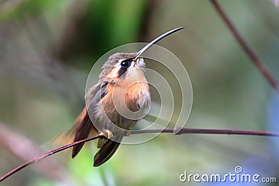 Photo of hummingbird Reddish Hermit perched on a branch with blurred background Stock Photo