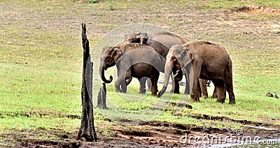 Elaphant gang in a green forest. Stock Photo