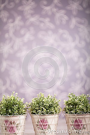 Photo-illustartion of domestic plants Stock Photo