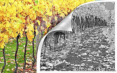 photoshop editing peel back photo reveal discover layers orchard vineyard contrast colour black white Stock Photo
