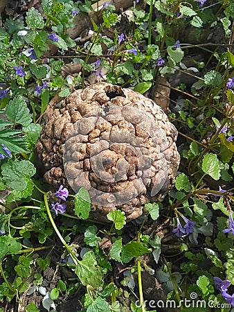 an incomprehensible object in flowers Stock Photo