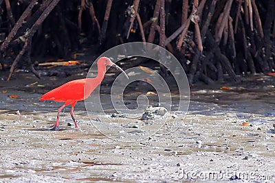 Photo of an isolated Scarlet Ibis Eudocimus ruber, marking in the mangrove and dirty with mud Stock Photo