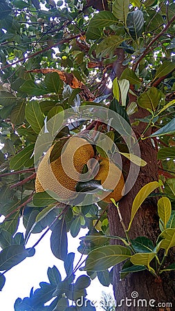 Photo of jackfruit in the gardan India Stock Photo