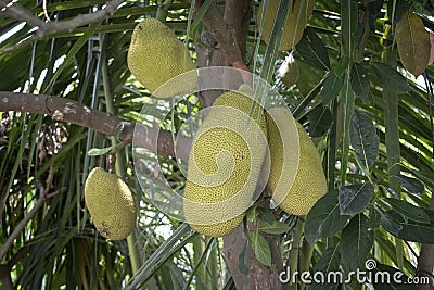 Photo of a jackfruit tree covered by green leaves Stock Photo