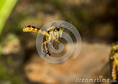 JataÃ­ bee flying macro photo - Bee Tetragonisca angustula Stock Photo