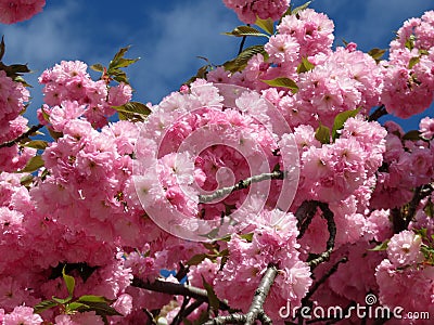 Kwanzan Cherry Blossoms in Washington DC in Spring Stock Photo