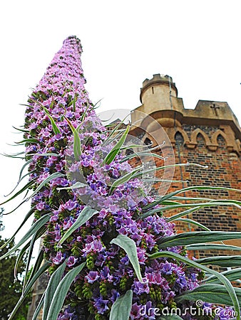 Kent country castle home with tall spiky climbing pride of madeira plant flowers Stock Photo