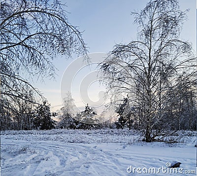 photo landscapes fabulous winter forest,birch trees fir trees rowan in ice apples in snow Stock Photo