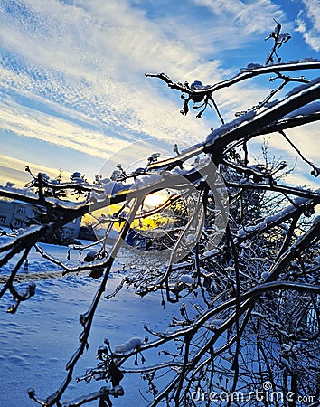 photo landscapes fabulous winter forest,birch trees fir trees rowan Stock Photo