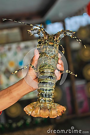 A photo of a large live lobster. Stock Photo