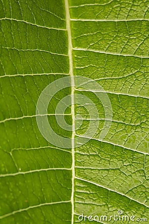 Leaf closeup texture - leaf macro texture Stock Photo