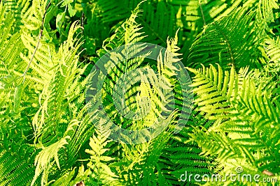 Photo of the leaves of the fern plant Stock Photo