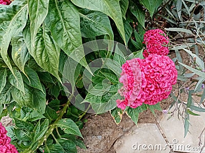 Photo leaves and flower red on background nature Stock Photo