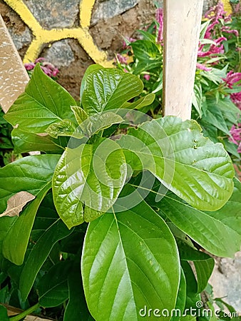 Photo leaves green BEAUTIFUL PLANTS Stock Photo