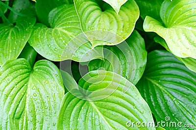 Photo of the leaves of the host plant Stock Photo