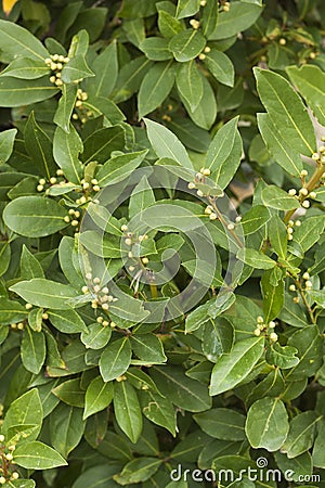 Photo of leaves of laurel tree. Stock Photo