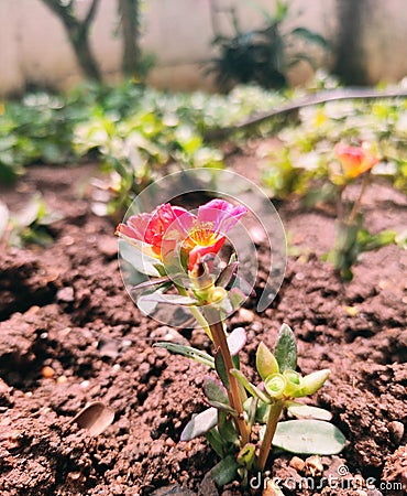 Photo of little flower in mini garden Stock Photo