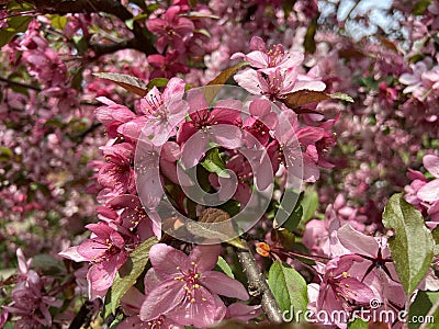 Little Pink Flowers in April in Spring Stock Photo