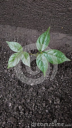 Photo of little plant in the gardan Stock Photo