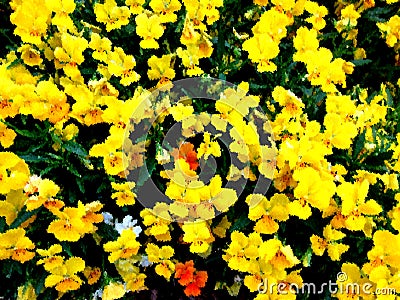Little Yellow Violet Flowers Painting Stock Photo