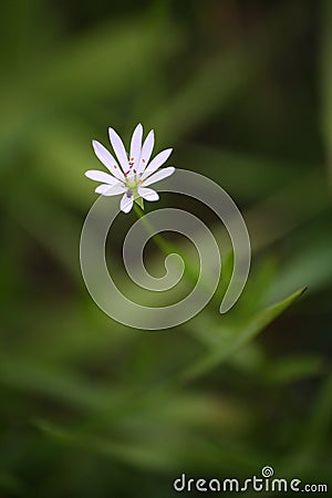 Photo of a lone white flower Stock Photo