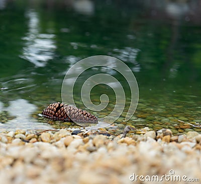 Pine cone in water Stock Photo