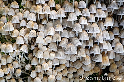 Photo of lots of small mushrooms - Coprinellus disseminatus Stock Photo