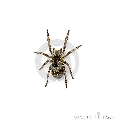 Photo of Lycosa singoriensis, black hair tarantula isolated on white background Stock Photo