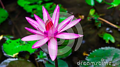 Photo macro shot on bee swarming on lotus flower , Beautiful purple lotus flower with green leaf in pond Stock Photo