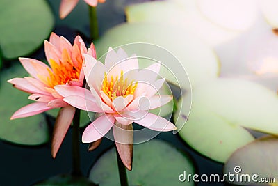 Photo macro shot on bee swarming on lotus flower , Beautiful purple lotus flower with green leaf in pond Stock Photo