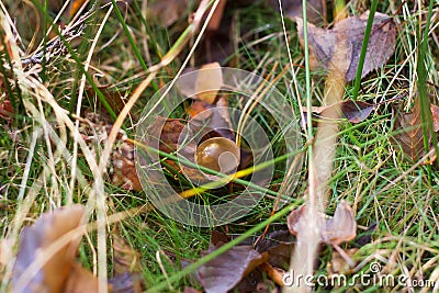 Photo of magic little brown mushroom Stock Photo