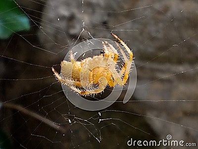 Magnificent orange-colored spider, the Araneus Pallidus Pale Epeira on its web Stock Photo