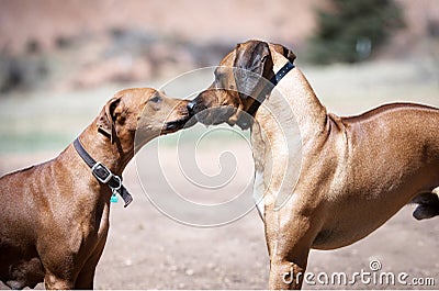 One male and female Rhodesian ridgeback dogs say hello to each other Stock Photo