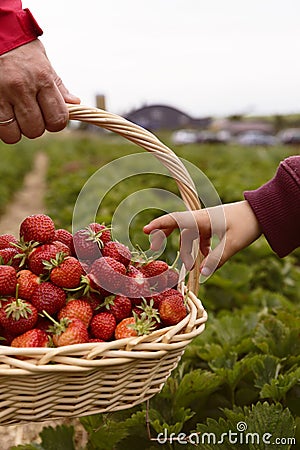 Photo of man`s hands holding a big basket full of ripe strawberry Stock Photo