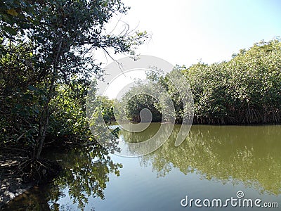 A mangrove swamp near Esterillos Beach, Parrita Village, Costa Rica Stock Photo