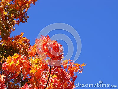 Photo of maple leaves tree maple yellow red orange against a blue sky. leaves are located below and to the left. autumn mood. Stock Photo
