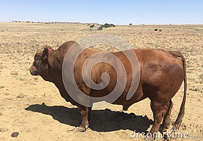 A photo of prize bonsmara stud bull Stock Photo