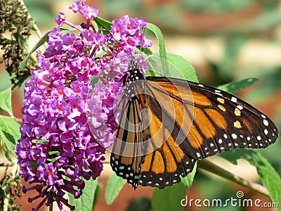 Monarch Butterfly Feeding on the Purple Flower in August Stock Photo