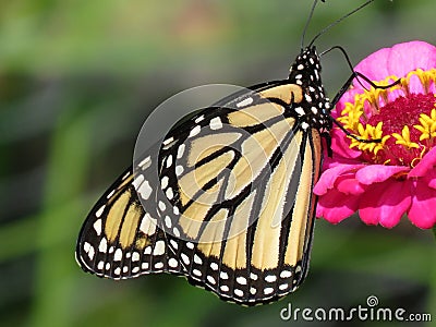 Monarch Butterfly in the Zinnia Garden During August Stock Photo