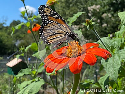 Monarch Butterfly Pollinating an Orange Flower in August in Summer Stock Photo