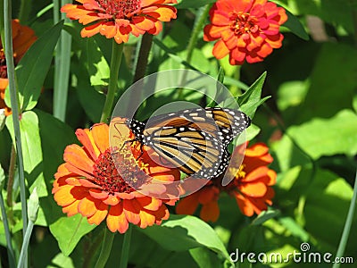 Monarch Butterfly in the Zinnia Garden During August Stock Photo